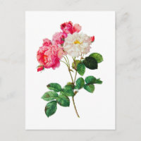 Hermosas rosas blancas y rosas rojas de Redoute