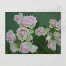 Hermosas rosas de jardín de color rosa claro