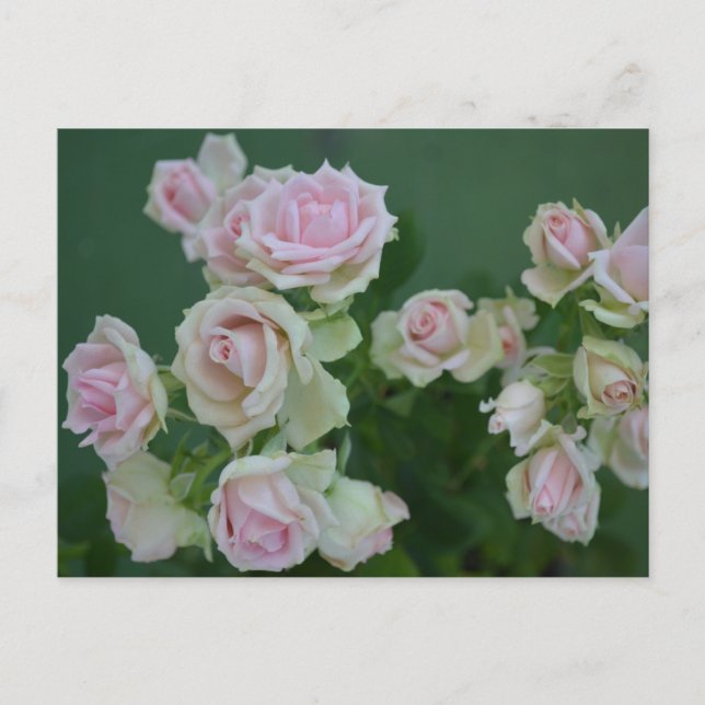 Postal Hermosas rosas de jardín de color rosa claro (Anverso)