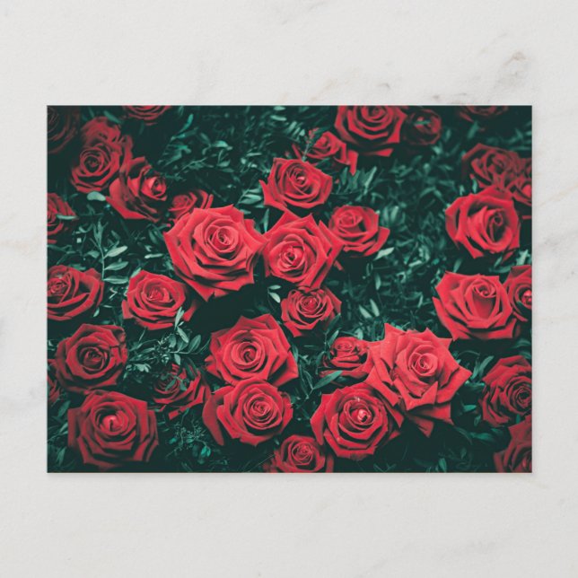Postal Hermosas Rosas Rojas (Anverso)