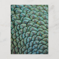 Hermosas texturas naturales: plumas de pavo real