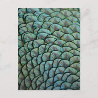Postal Hermosas texturas naturales: plumas de pavo real