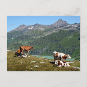 Postal Hermosas Vacas En Lo Alto De Las Montañas