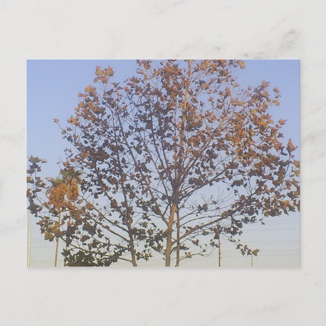 Postal Hermoso Árbol Caído (Anverso)