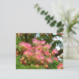 Postal Hermoso árbol de Albizia en flor
