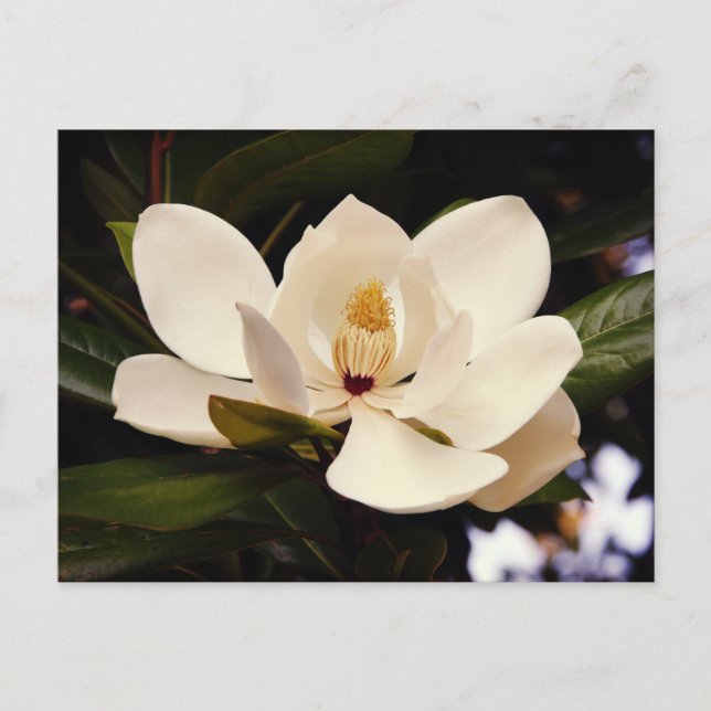 Postal Hermoso árbol de magnolia blanca floreciente cerca (Anverso)