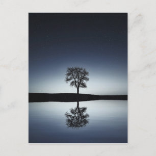 Postal Hermoso árbol solitario reflejado en el lago de no
