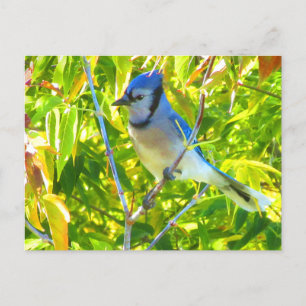 Postal Hermoso arrendajo azul en Maple Quebec Canadá