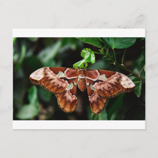 Postal Hermoso Atlas Moth