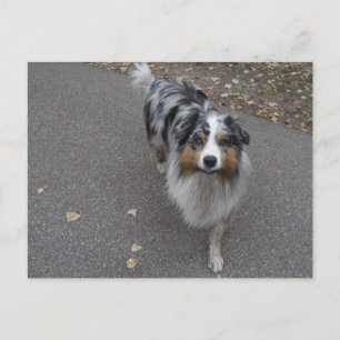 Postal Hermoso Aussie multicolor