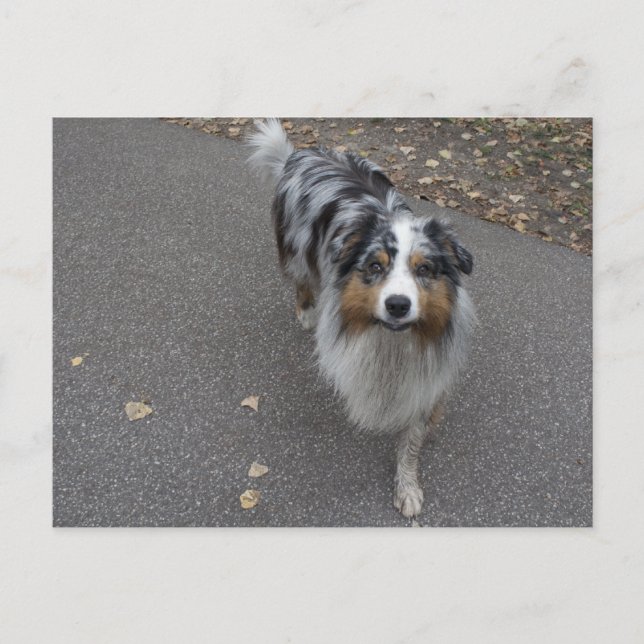 Postal Hermoso Aussie multicolor (Anverso)