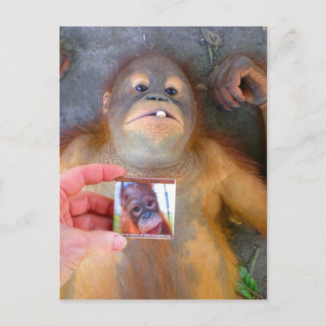 Postal Hermoso bebé Zazzle Fan (Anverso)