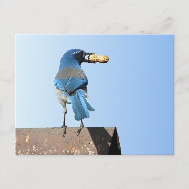Postal Hermoso Bluebird (Anverso)