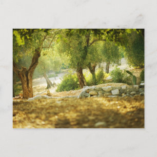 Postal Hermoso bosque
