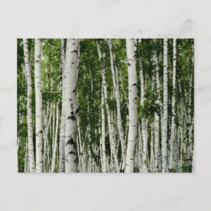 Postal Hermoso bosque Birch Tree