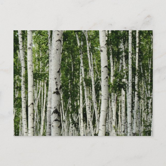 Postal Hermoso bosque Birch Tree (Anverso)