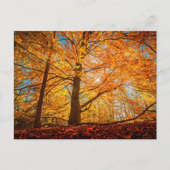 Postal Hermoso bosque otoñal (Anverso)