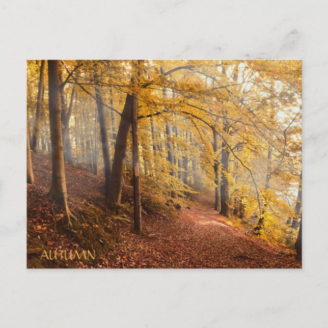 Postal Hermoso bosque otoñal (Anverso)