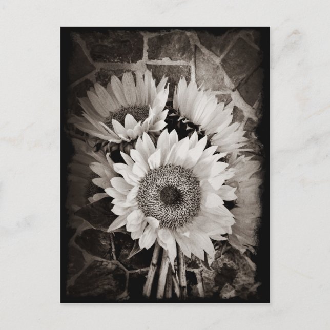 Postal Hermoso Bouquet de girasol foto en blanco y negro (Anverso)