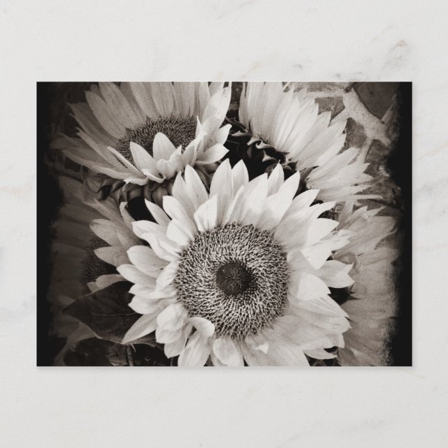Postal Hermoso Bouquet de girasol foto en blanco y negro (Anverso)