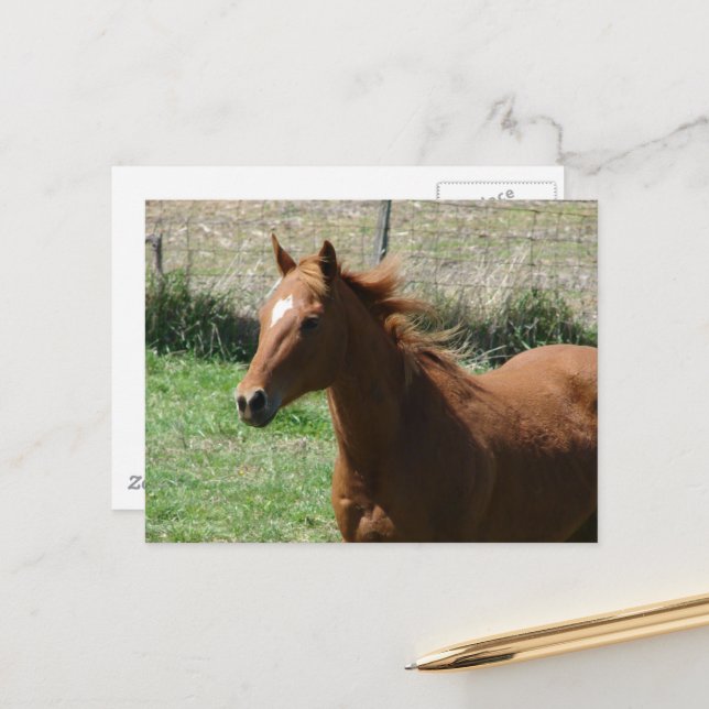 Postal Hermoso caballo alazán en prado de verano (Anverso/Reverso In Situ)