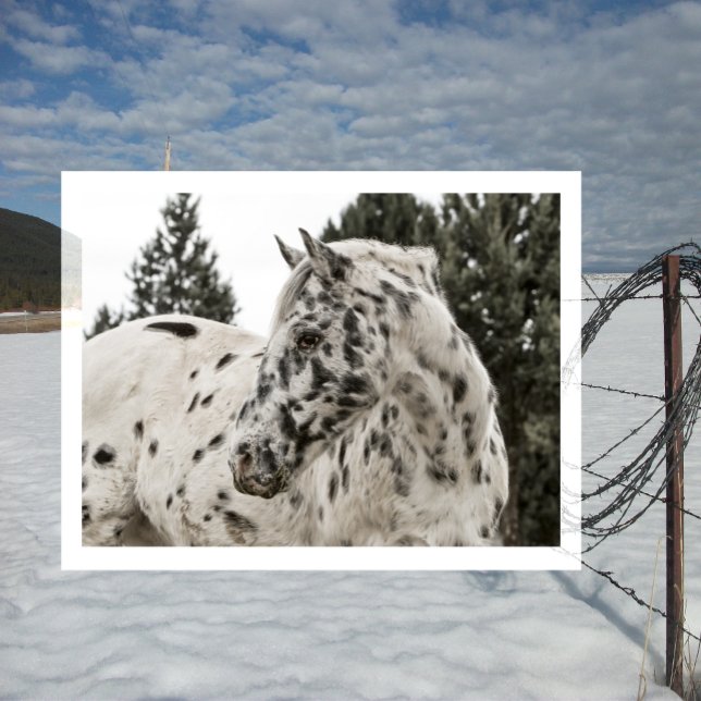 Postal Hermoso caballo Appaloosa blanco y negro (Subido por el creador)
