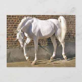 Postal Hermoso caballo árabe blanco
