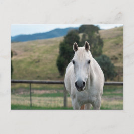 Postal Hermoso caballo blanco Appaloosa Foto