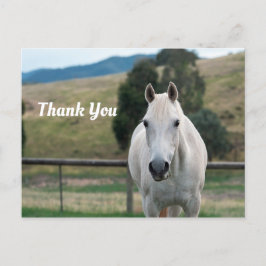 Postal Hermoso Caballo Blanco Appaloosa Foto Gracias