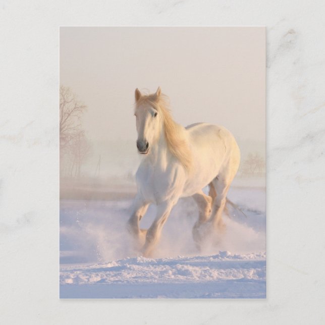 Postal Hermoso Caballo Blanco Corriendo en la Nieve (Anverso)