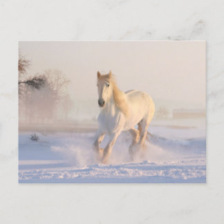 Postal Hermoso caballo blanco corriendo en la nieve