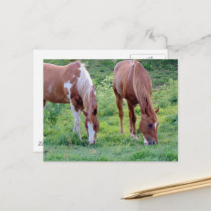 Postal Hermoso caballo castrado alazán Yegua Paint