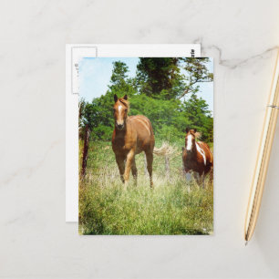 Postal Hermoso caballo castrado alazán Yegua pintada Vera