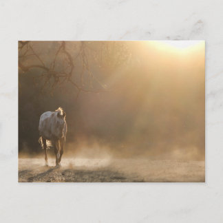 Postal Hermoso caballo con regalos de luz solar