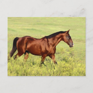 Postal Hermoso Caballo de Bahía