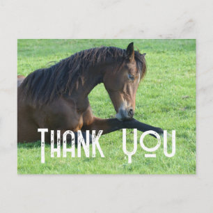 Postal Hermoso caballo marrón acostado en la hierba Graci