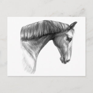 Postal Hermoso Caballo Oscuro