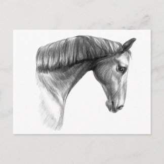 Postal Hermoso Caballo Oscuro