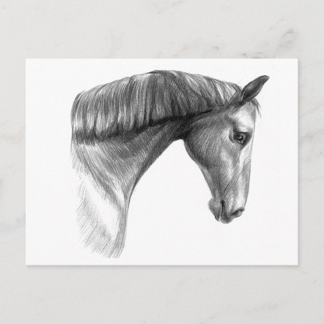 Postal Hermoso Caballo Oscuro (Anverso)