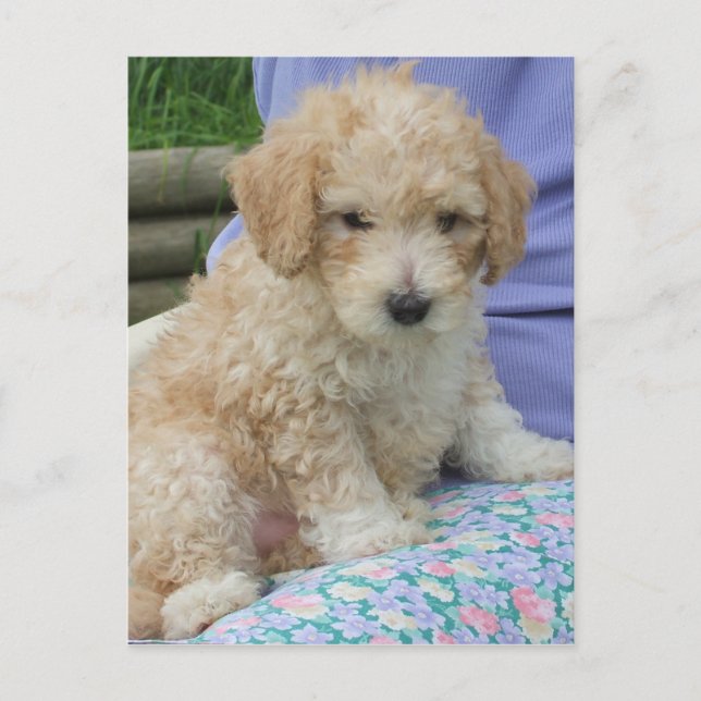 Postal Hermoso cachorro de cavapoo mirando hacia ti, aisl (Anverso)