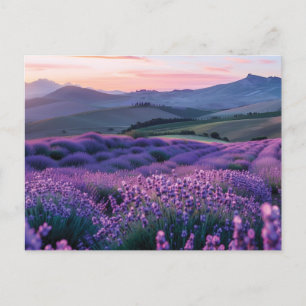 Postal Hermoso campo de lavanda al atardecer