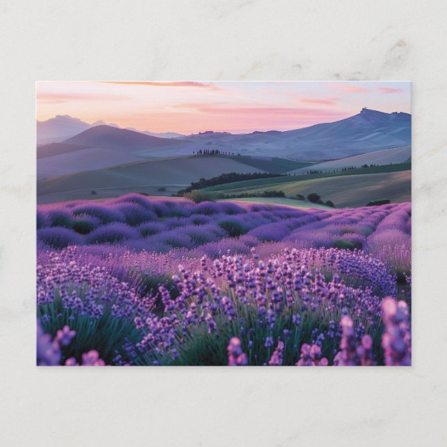 Postal Hermoso campo de lavanda al atardecer (Anverso)