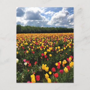Postal Hermoso Campo Tulipán, Oregón