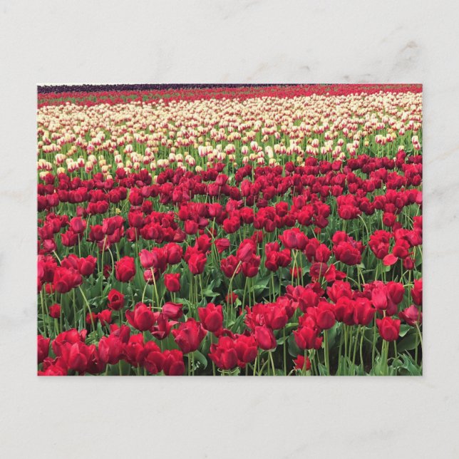 Postal Hermoso Campo Tulipán, Oregón (Anverso)