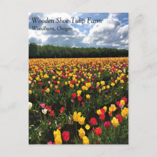 Postal Hermoso Campo Tulipán, Oregón