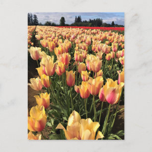 Postal Hermoso Campo Tulipán, Oregón