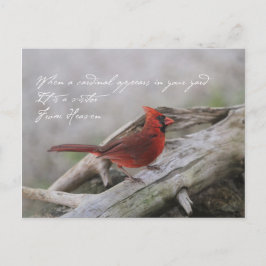Postal Hermoso cardenal de decir