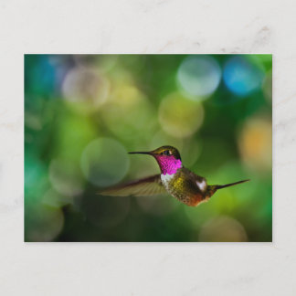 Postal Hermoso colibrí
