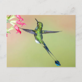 Postal Hermoso colibrí con plumas de cola larga