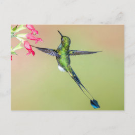 Postal Hermoso colibrí con plumas de cola larga